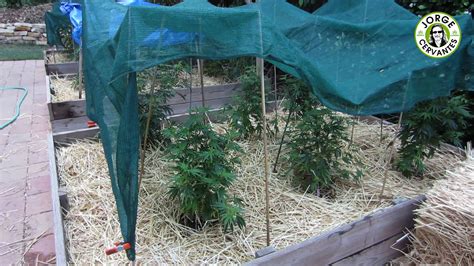 shade cloth marijuana reviews